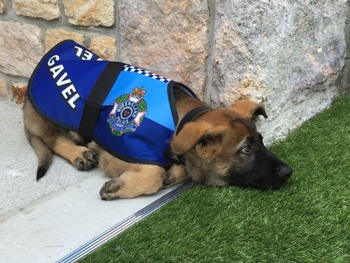  В Австралии слишком дружелюбную собаку исключили из полицейской академии (14 фото)