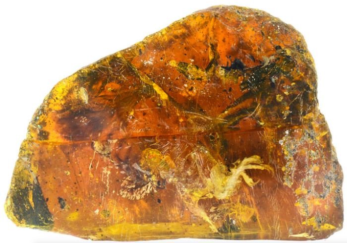  В янтаре обнаружили древнюю птицу, жившую 99 миллионов лет назад (6 фото)