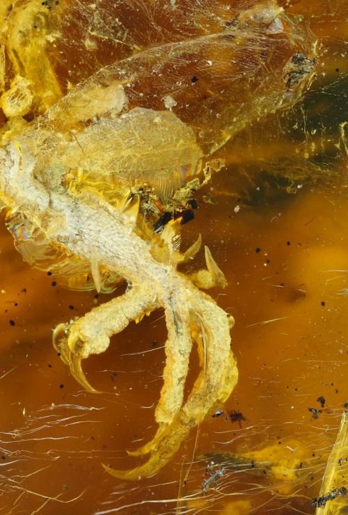  В янтаре обнаружили древнюю птицу, жившую 99 миллионов лет назад (6 фото)