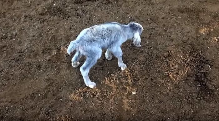  В Аргентине родился козленок-мутант с «человеческим лицом» (4 фото)