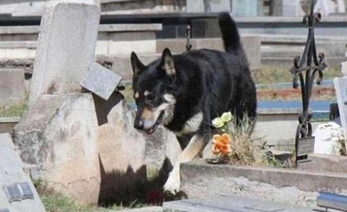  Собака 11 лет живет на могиле хозяина (4 фото)