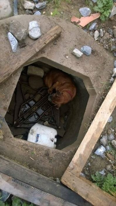  Спасение брошенной собаки (7 фото)