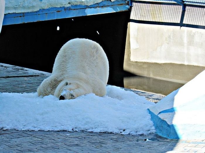 Белая медведица радуется снегу (3 фото)