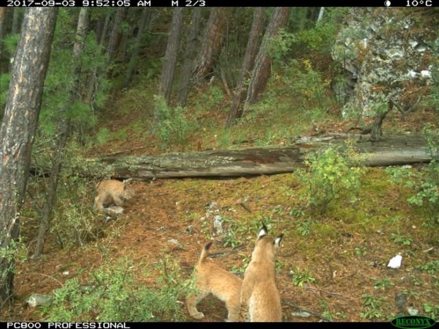 Рысь с детенышами попала в объектив лесной камеры (13 фото)
