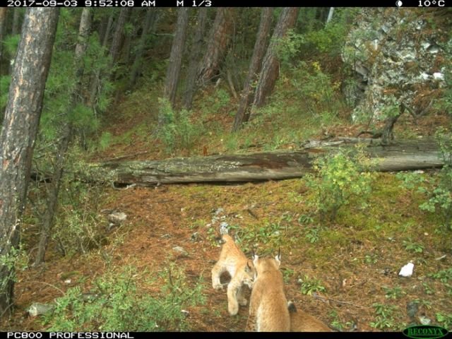 Рысь с детенышами попала в объектив лесной камеры (13 фото)