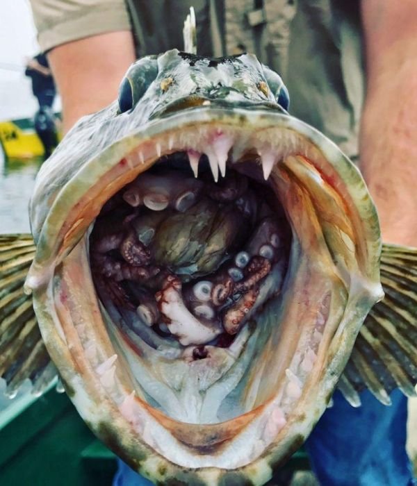 Рыбак поймал зубастого терпуга с бонусом внутри (2 фото)