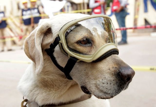 На счету этой собаки десятки спасенных жизней, сделавших ее национальным героем Мексики (4 фото)