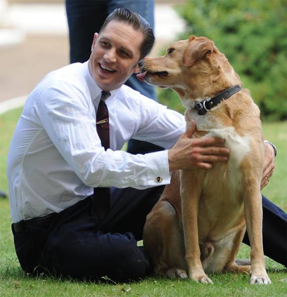Том Харди очень любит собак (31 фото)