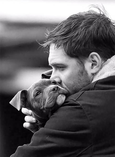 Том Харди очень любит собак (31 фото)