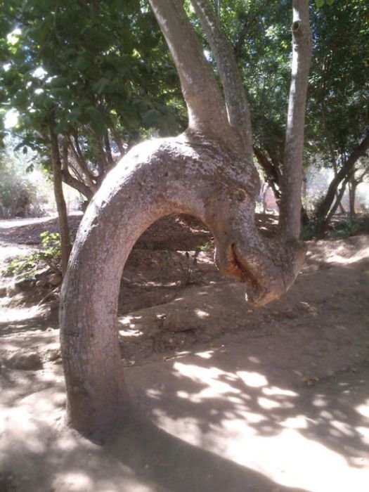 Деревья необычной формы (26 фото)