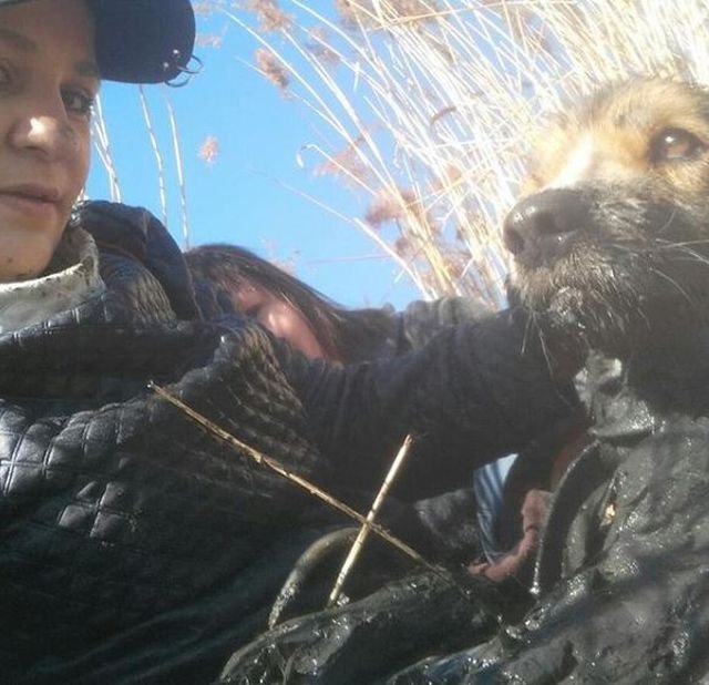 Жительницы Приморья спасли застрявшую в болоте собаку (4 фото)