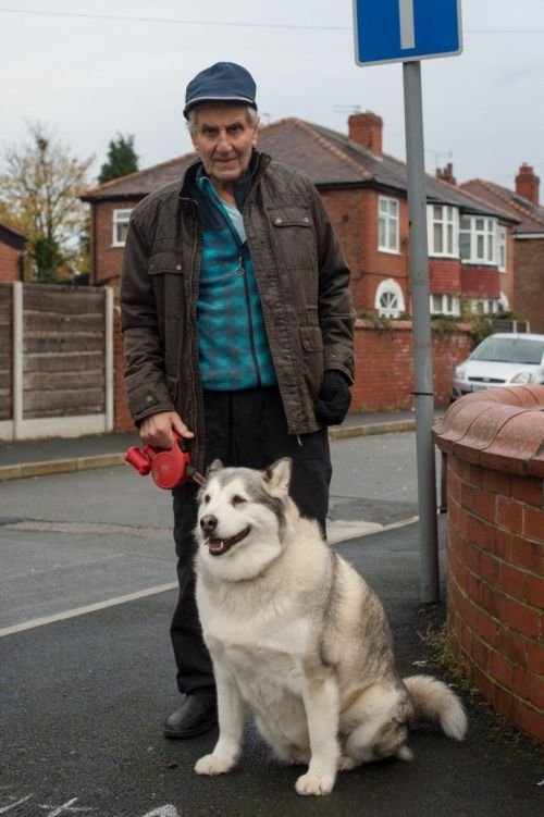В Великобритании оправдали собаку, оказавшуюся слишком толстой для нападения (4 фото)