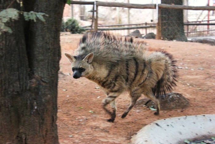 Земляные волки - одни из самых милых хищников на планете (11 фото)