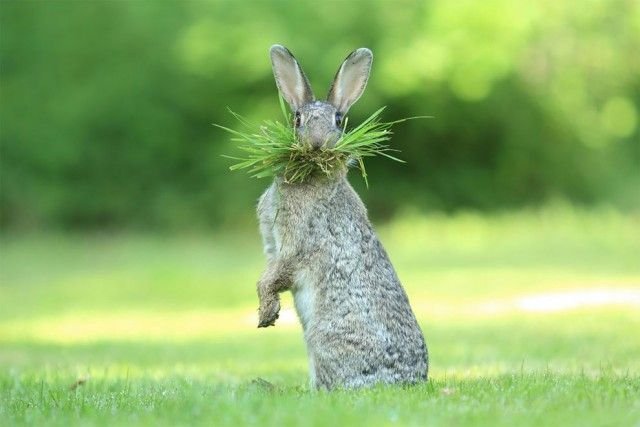       Comedy Wildlife Awards 2017 (28 )