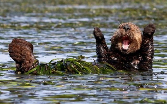       Comedy Wildlife Awards 2017 (28 )