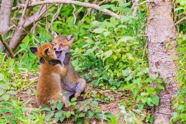       Comedy Wildlife Awards 2017 (28 )