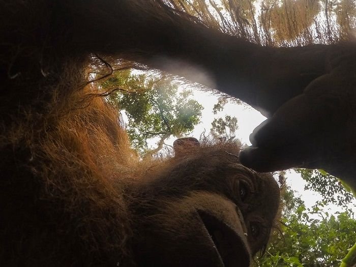 Орангутан нашел в лесу экшн-камеру и сделал уникальные селфи (8 фото)
