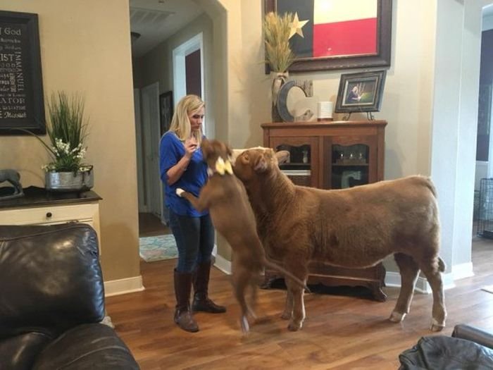Спасенный в Техасе теленок думает, что он пес (7 фото)
