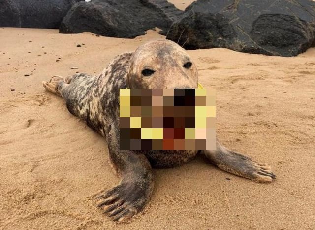 На побережье Британии найден тюлень с кольцом на шее (5 фото)