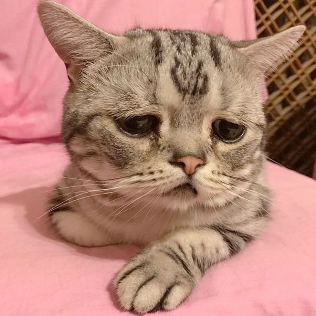 Самая грустная кошка в мире (25 фото)