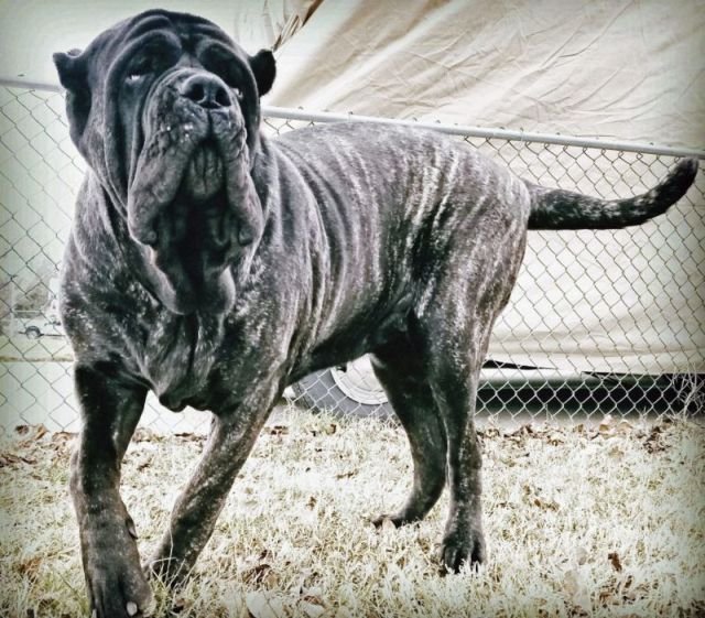 Самый большой в мире щенок, потомок месопотамского молосса (8 фото)