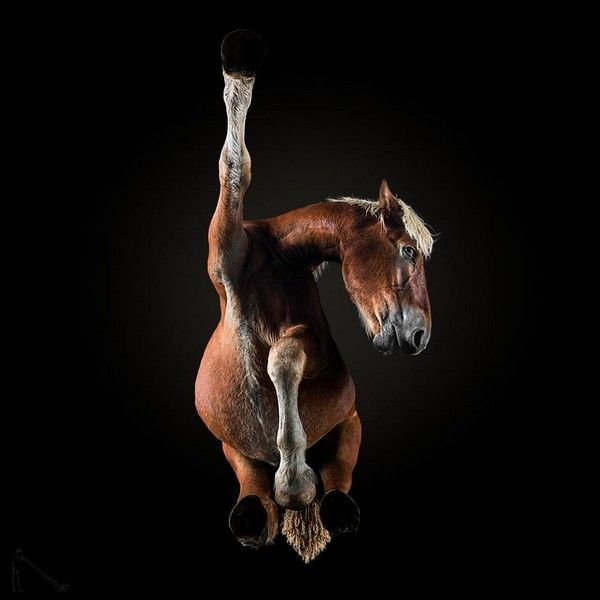 Что осталось за кадром потрясающих фото с лошадьми (14 фото)