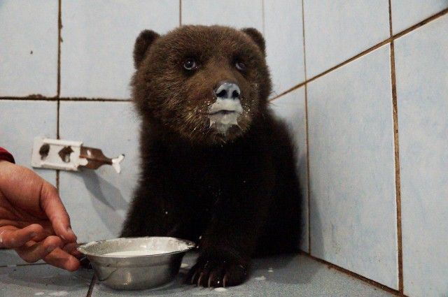 Спасение медвежонка в Ленинградской области (4 фото)