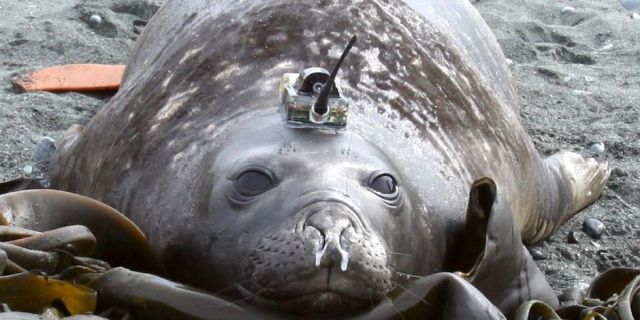 Как тюлени помогают исследователям в изучении Антарктики (6 фото)