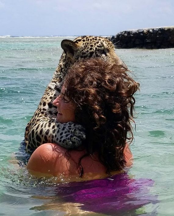Купание с ягуарами в Карибском море (12 фото)