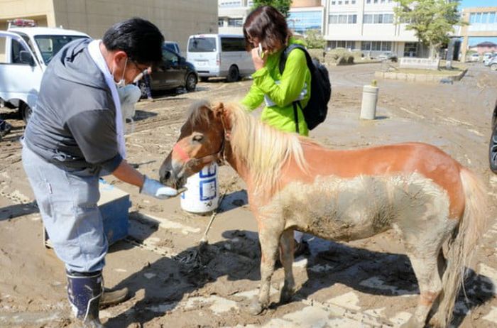 Чудесное спасение пони во время наводнения в Японии (5 фото)