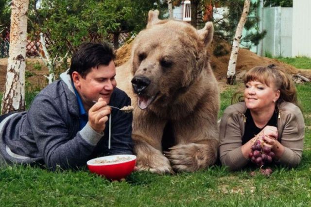 Медведь Степан, который уже 20 лет живет в семье дрессировщиков (7 фото)