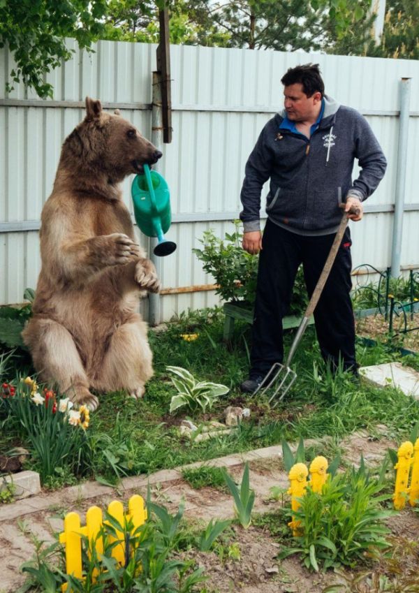 Медведь Степан, который уже 20 лет живет в семье дрессировщиков (7 фото)