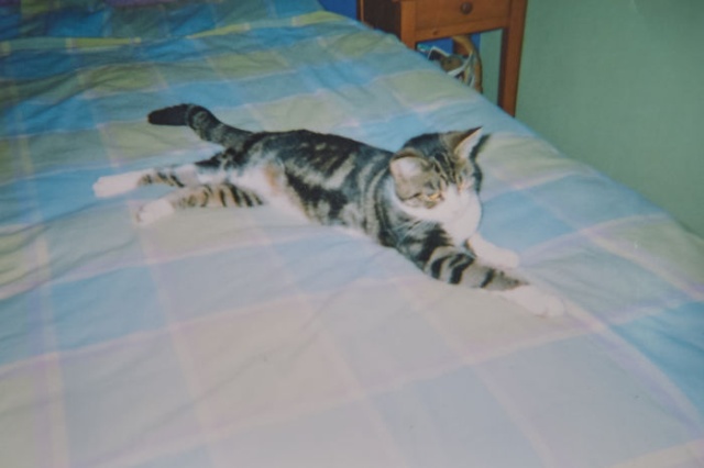 Кошка вернулась домой спустя 13 лет (8 фото)