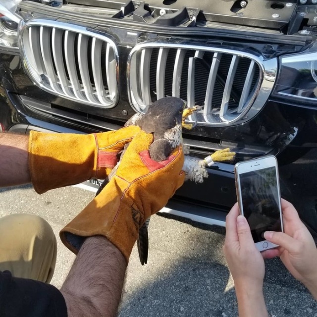 Спасение жизни сокола, застрявшего в автомобильной решетке радиатора (5 фото)