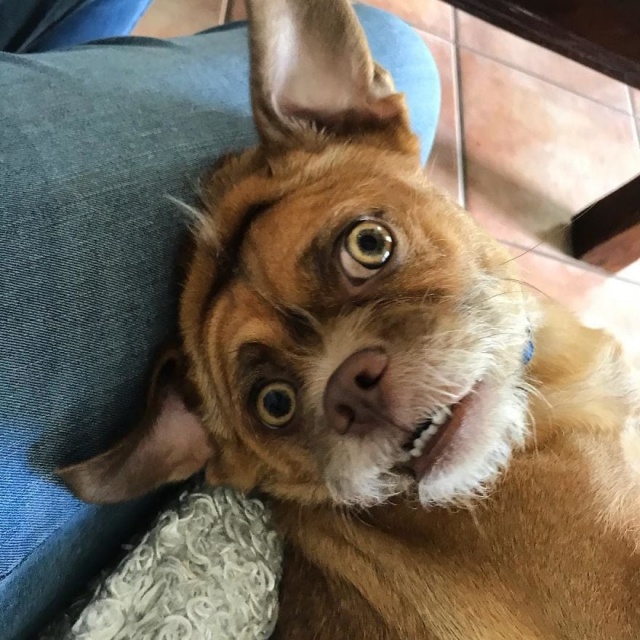 Забавный пес по кличке Бекон, обладающий необычной мимикой (10 фото)