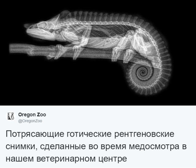Рентгеновские снимки животных, которые вас точно удивят (14 фото)