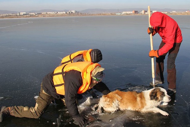 В Забайкалье спасатели случайно обнаружили пса, который попал в беду (3 фото)