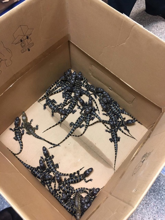         ,    (6 )