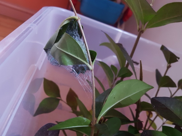 Выведение бабочек "Павлиноглазка атлас" в домашних условиях (9 фото)