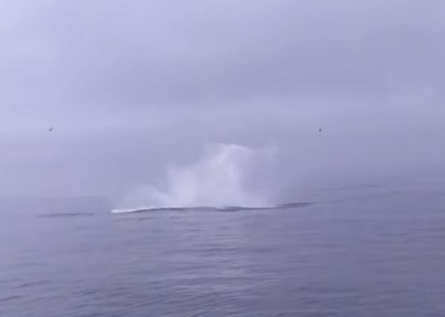 Туристы чудом остались в живых после того, как их чуть не раздавил кит (8 фото)