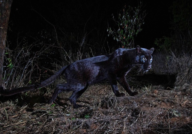 В Африке впервые за 100 лет в объектив камеры попал черный леопард (6 фото)