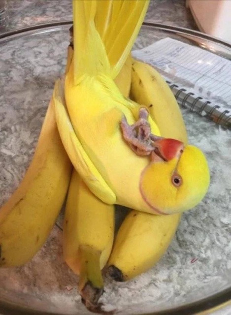 -   (43 )