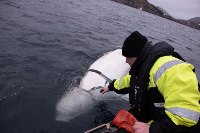Норвежские рыбаки сняли с белухи подвес для камеры GoPro с надписью "оборудование Санкт-Петербурга" (7 фото)
