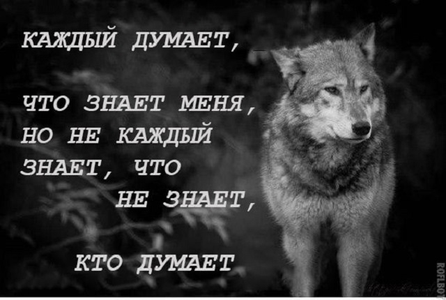 'Пацанская народная мудрость' и цитаты про волков