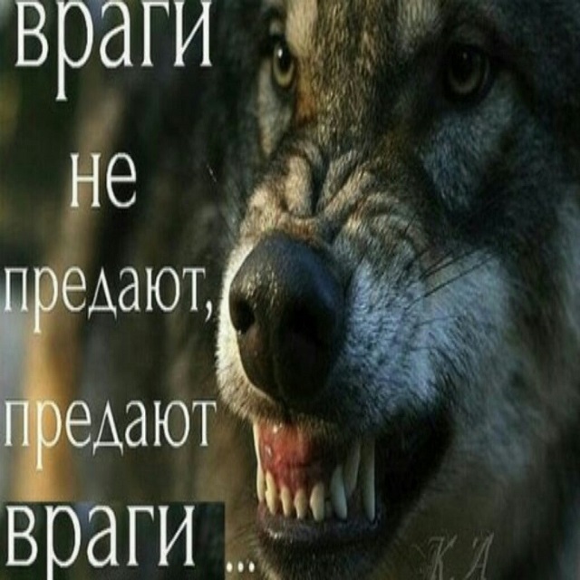 'Пацанская народная мудрость' и цитаты про волков