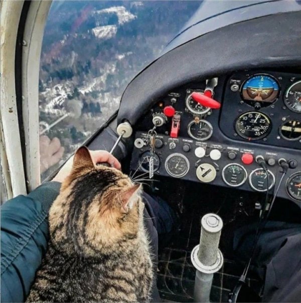 "Вижу цель - не вижу препятствий": коты в необычных местах