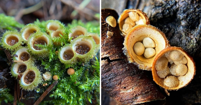 Подборка самых необычных грибов, которые можно спутать с инопланетными растениями