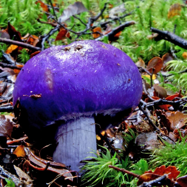 Подборка самых необычных грибов, которые можно спутать с инопланетными растениями