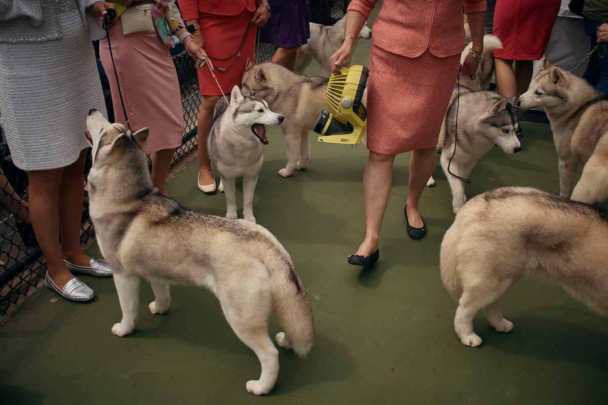   Westminster Kennel Club 2024