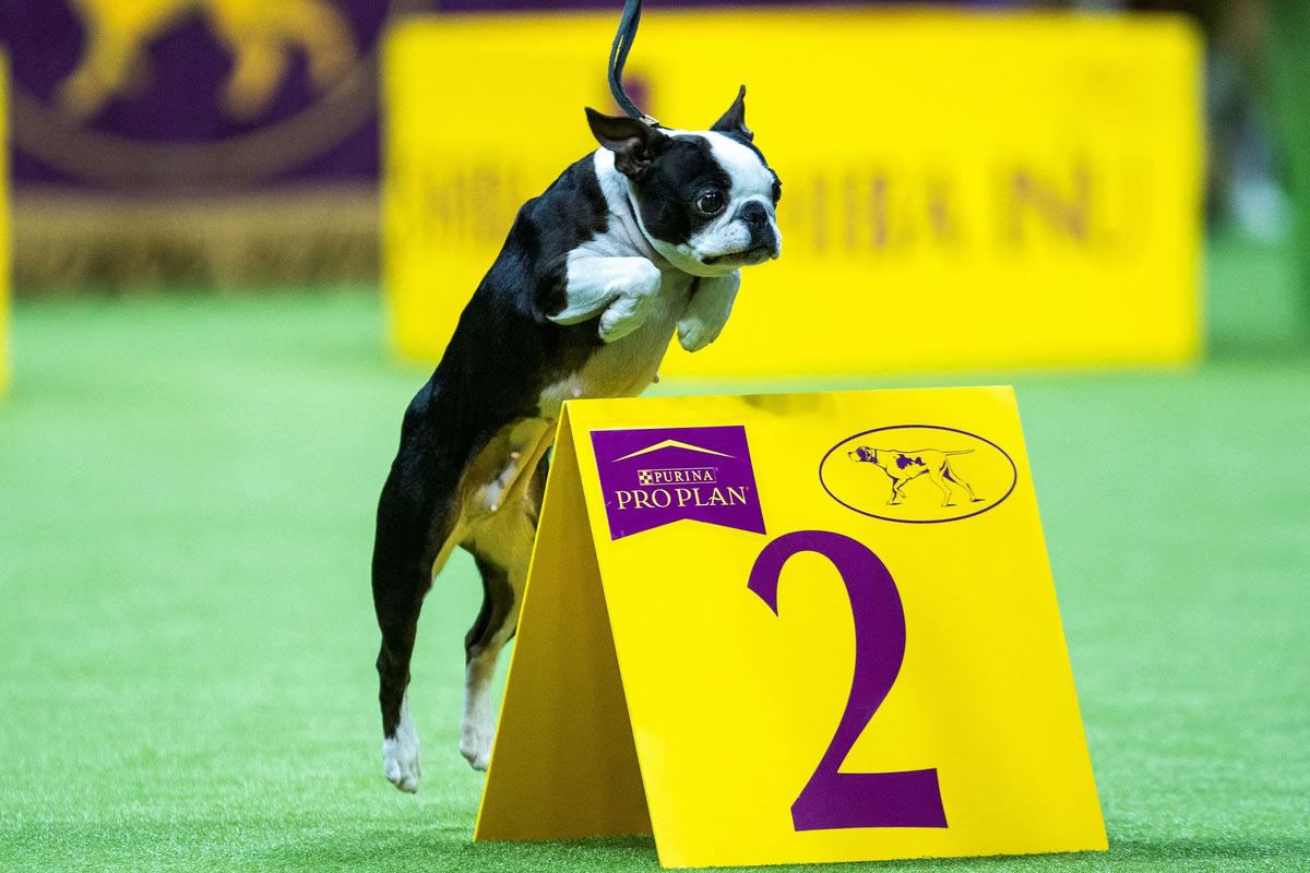   Westminster Kennel Club 2024